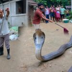 বড় মাপের কোবরা উদ্ধার! চাঞ্চল্য গোটা কাঠালিয়া এলাকায়…