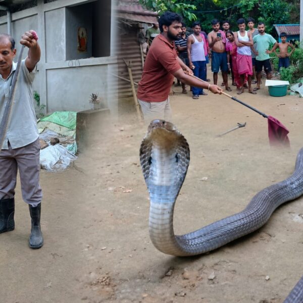 বড় মাপের কোবরা উদ্ধার! চাঞ্চল্য গোটা কাঠালিয়া এলাকায়…