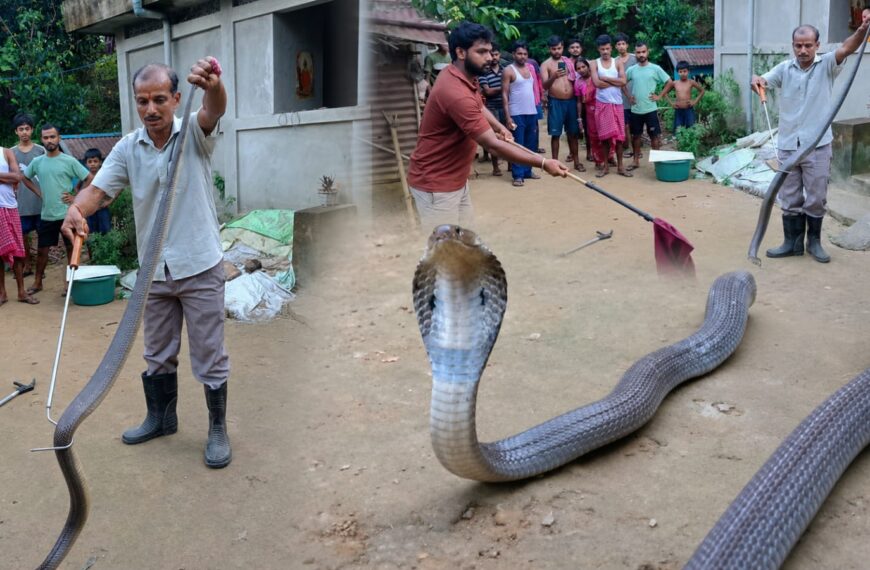 বড় মাপের কোবরা উদ্ধার! চাঞ্চল্য গোটা কাঠালিয়া এলাকায়…