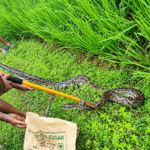 ধানী জমিতে বিশালাকার অজগর!