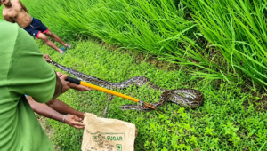 ধানী জমিতে বিশালাকার অজগর!