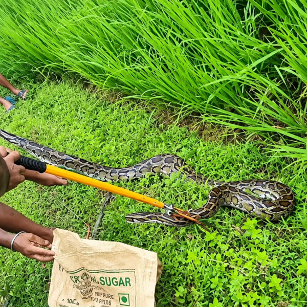 ধানী জমিতে বিশালাকার অজগর!