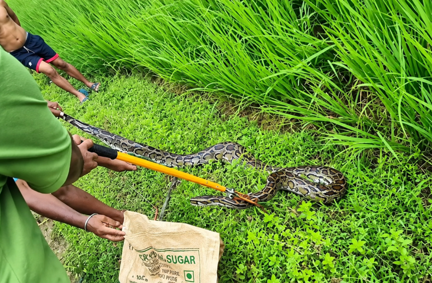 ধানী জমিতে বিশালাকার অজগর!
