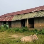 পড়ুয়ার বদলে গবাদি পশুর বিচরণ স্কুলে!