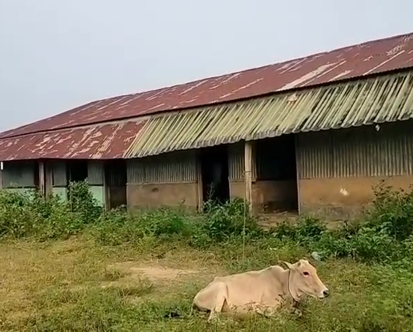 পড়ুয়ার বদলে গবাদি পশুর বিচরণ স্কুলে!