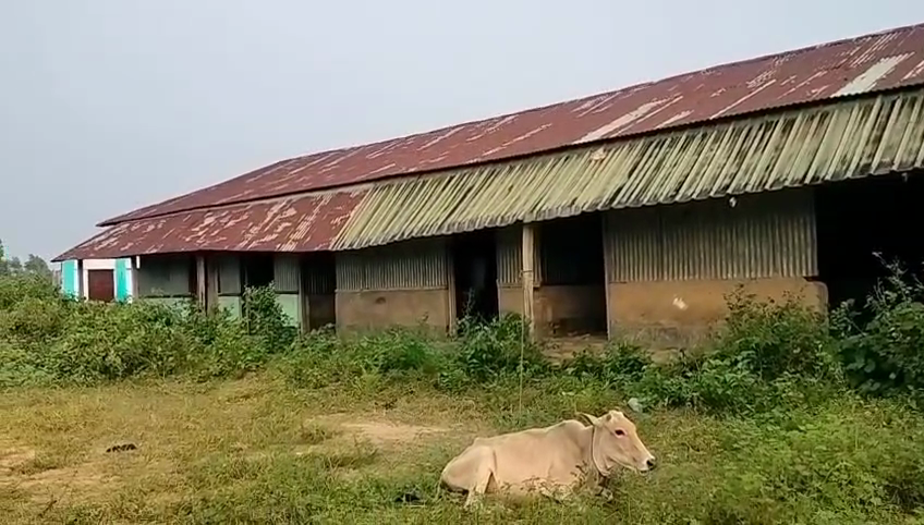 পড়ুয়ার বদলে গবাদি পশুর বিচরণ স্কুলে!